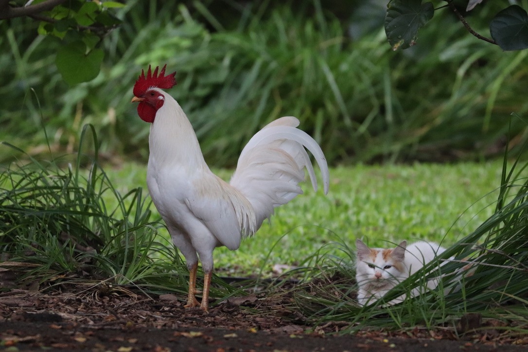 セキショクヤケイ（家畜） - ML646956183