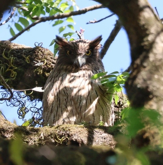 ミナミシマフクロウ - ML646956184