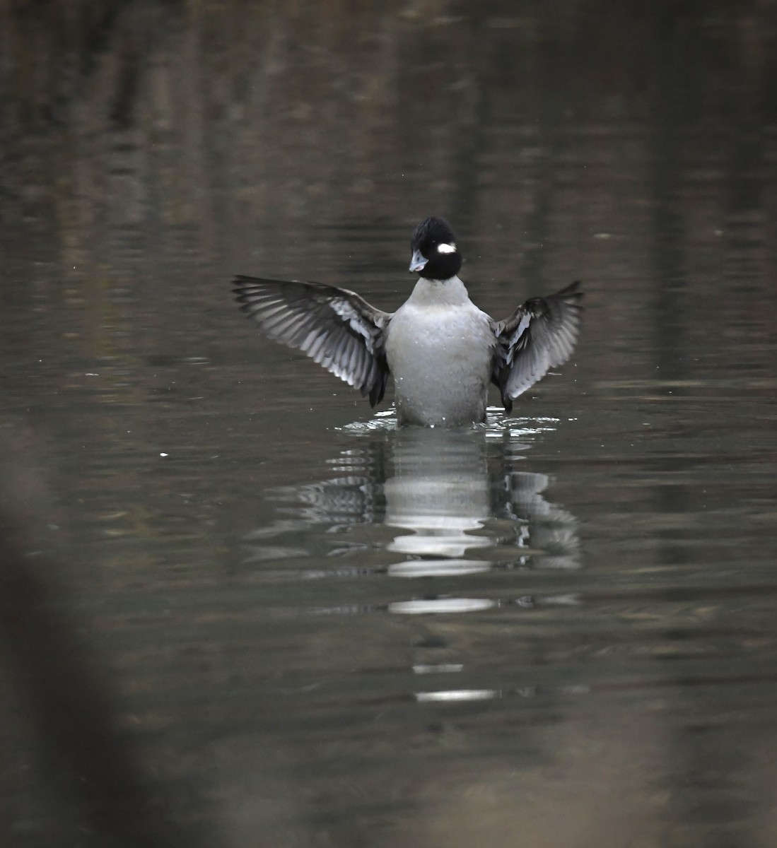 ヒメハジロ - ML646956186