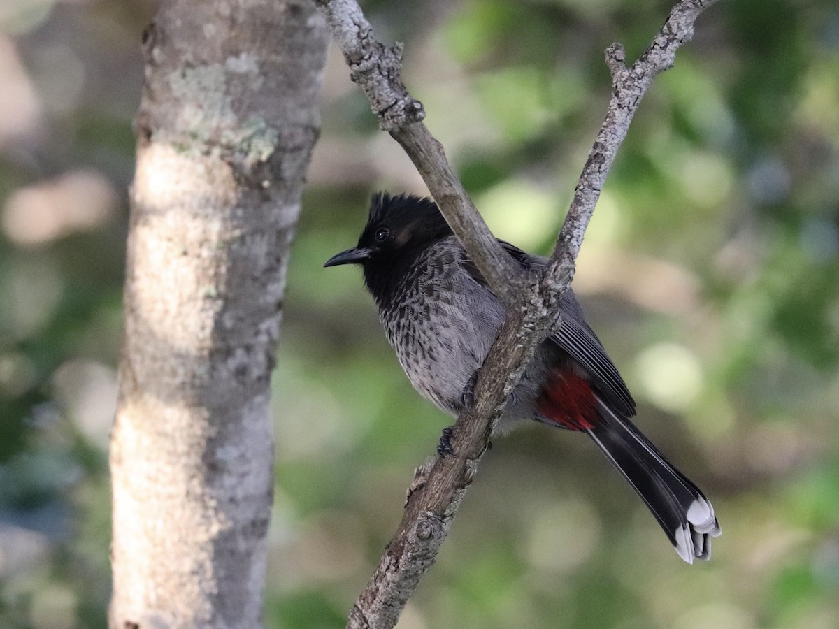 シリアカヒヨドリ - ML646956187