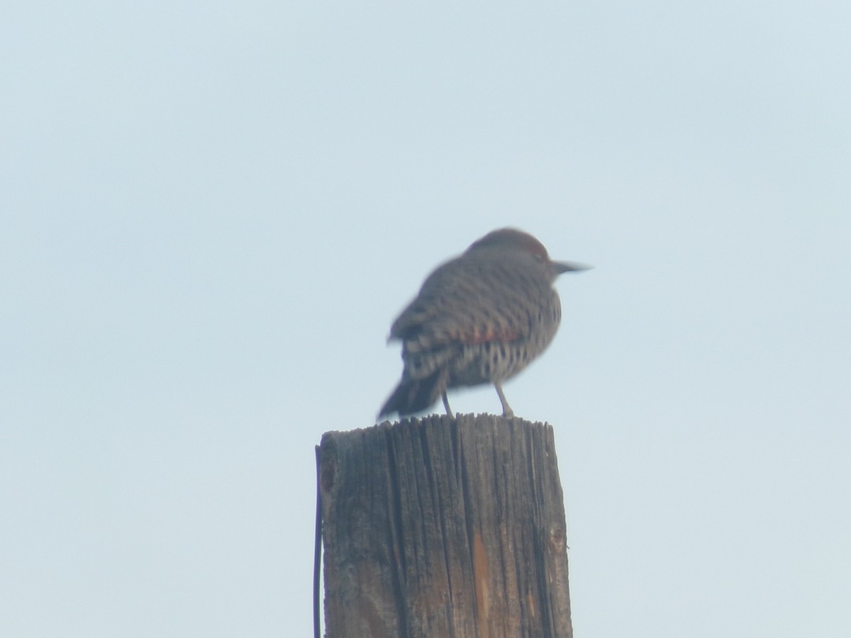 Northern Flicker - ML646956188