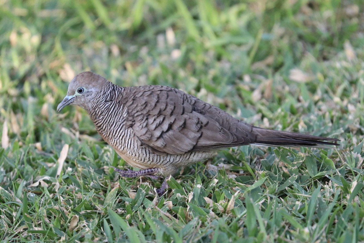 チョウショウバト - ML646956191