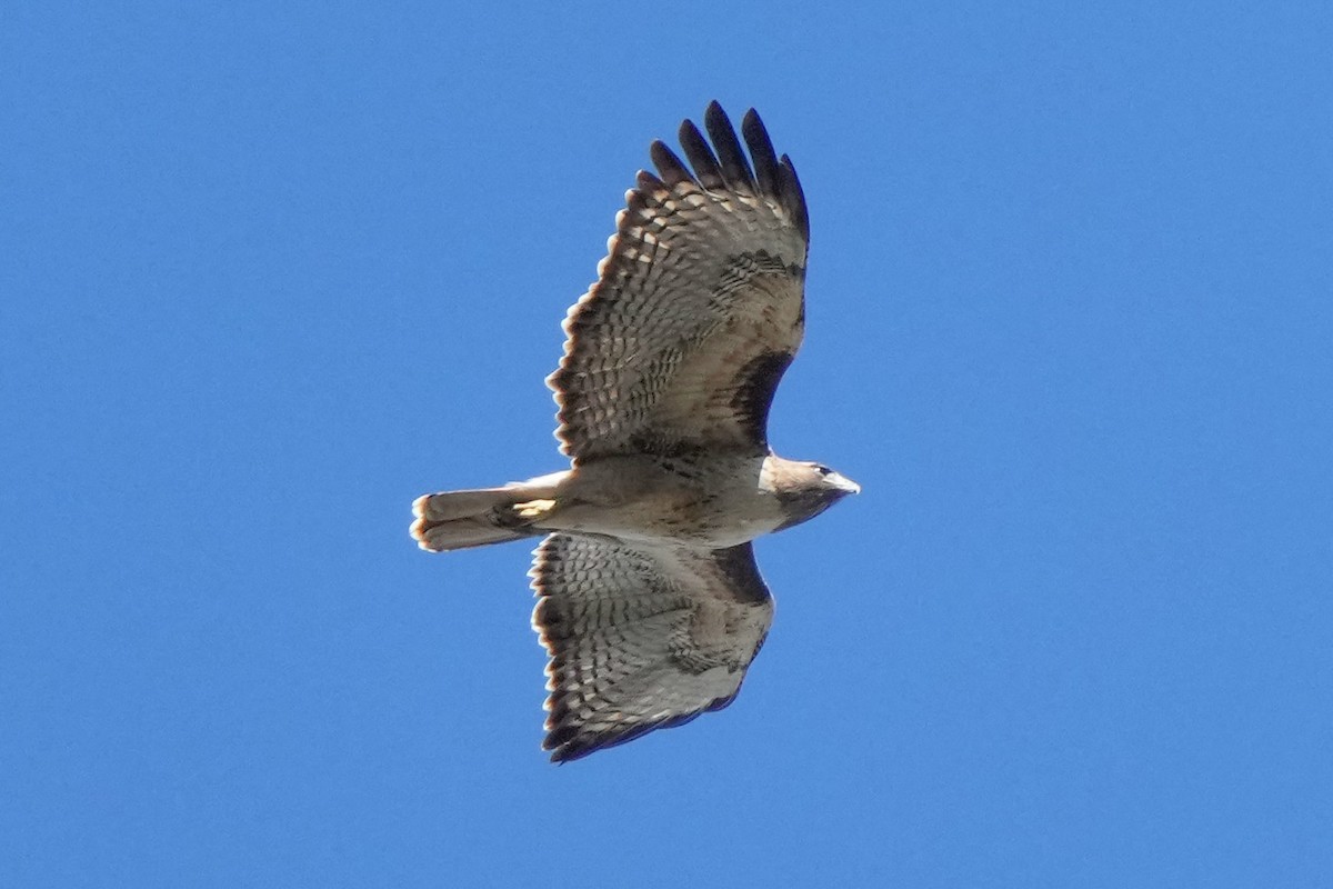 Red-tailed Hawk - ML646956193