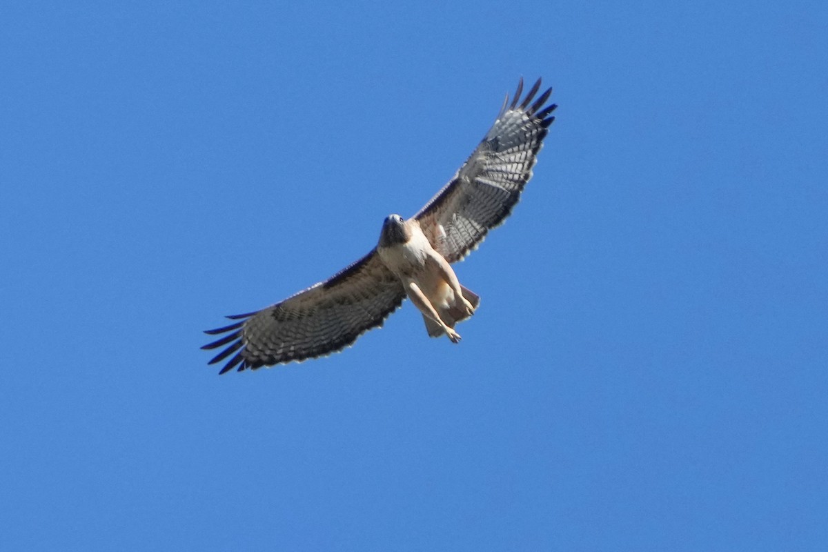 Red-tailed Hawk - ML646956194