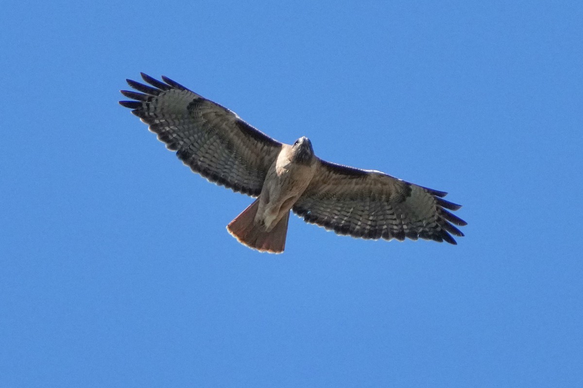 Red-tailed Hawk - ML646956196