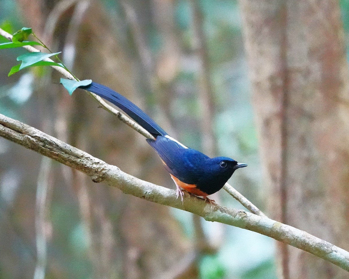 White-rumped Shama - ML646956199