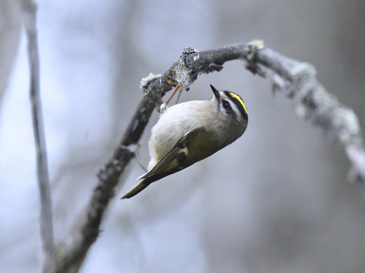 Golden-crowned Kinglet - ML646956201