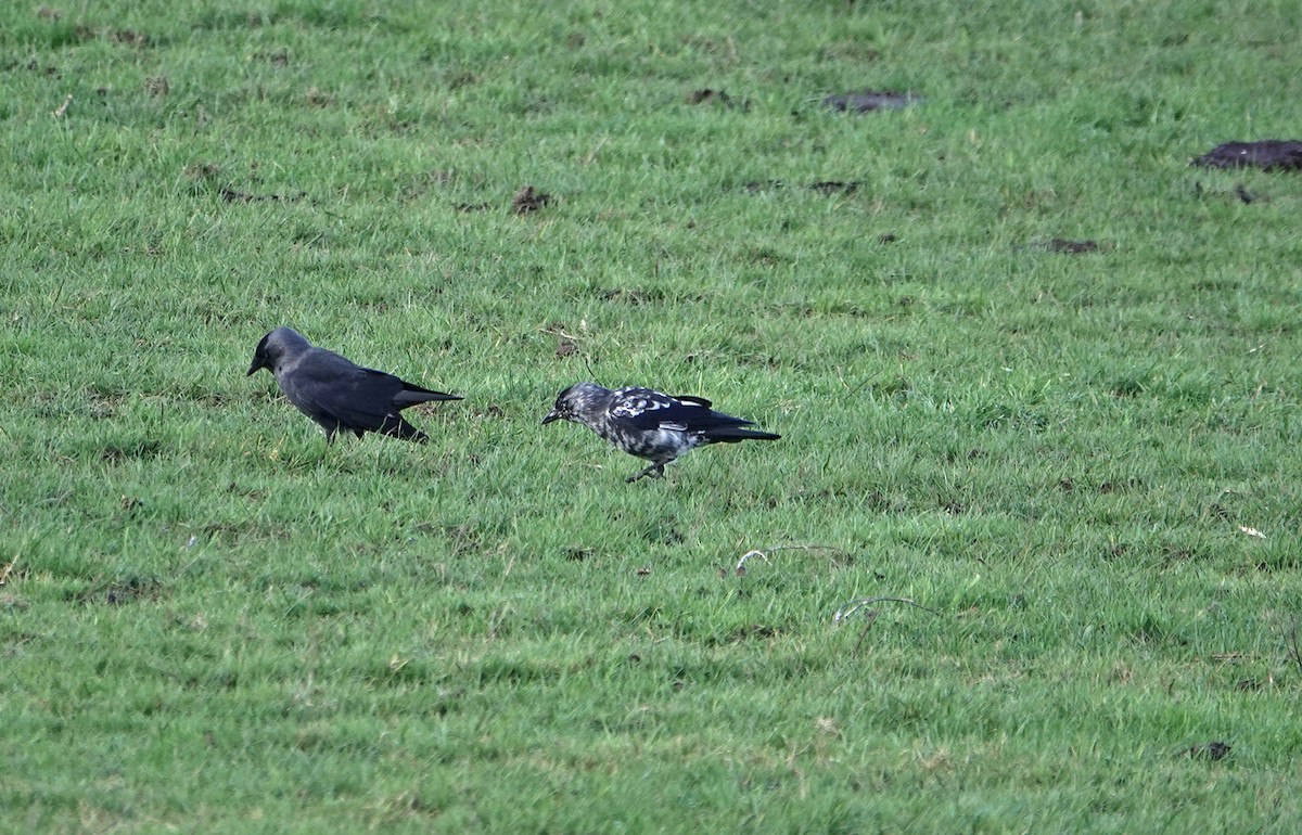 Eurasian Jackdaw - ML646956202