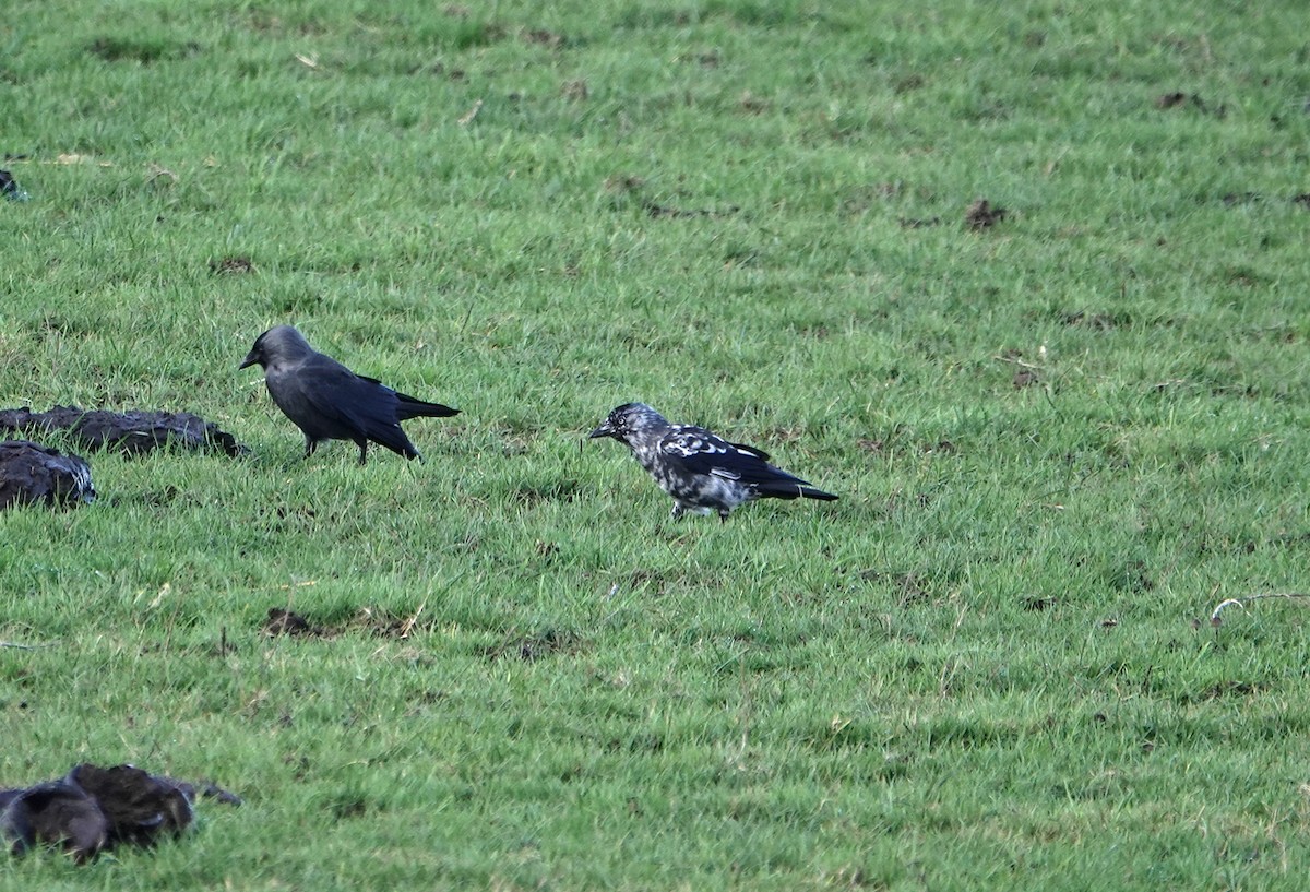 Eurasian Jackdaw - ML646956204