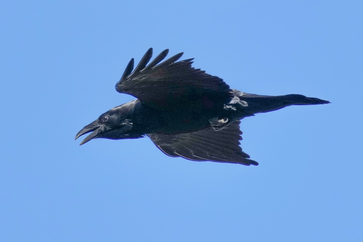 Common Raven - ML646956207