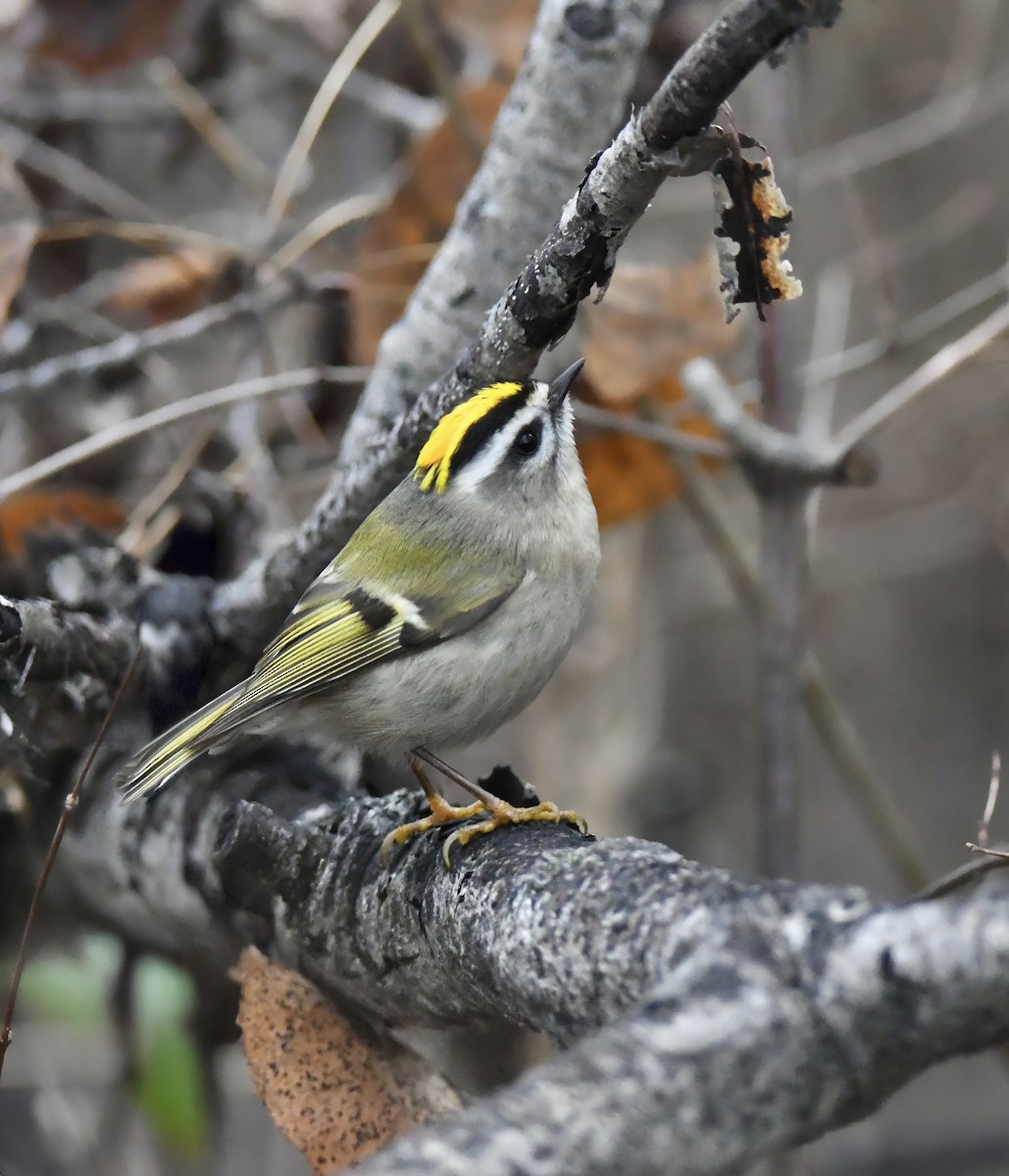 Golden-crowned Kinglet - ML646956208