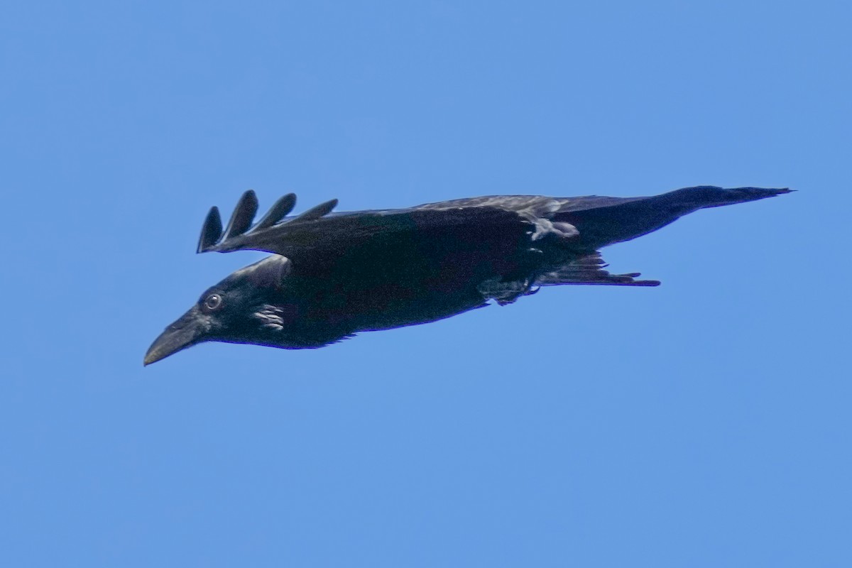Common Raven - ML646956209