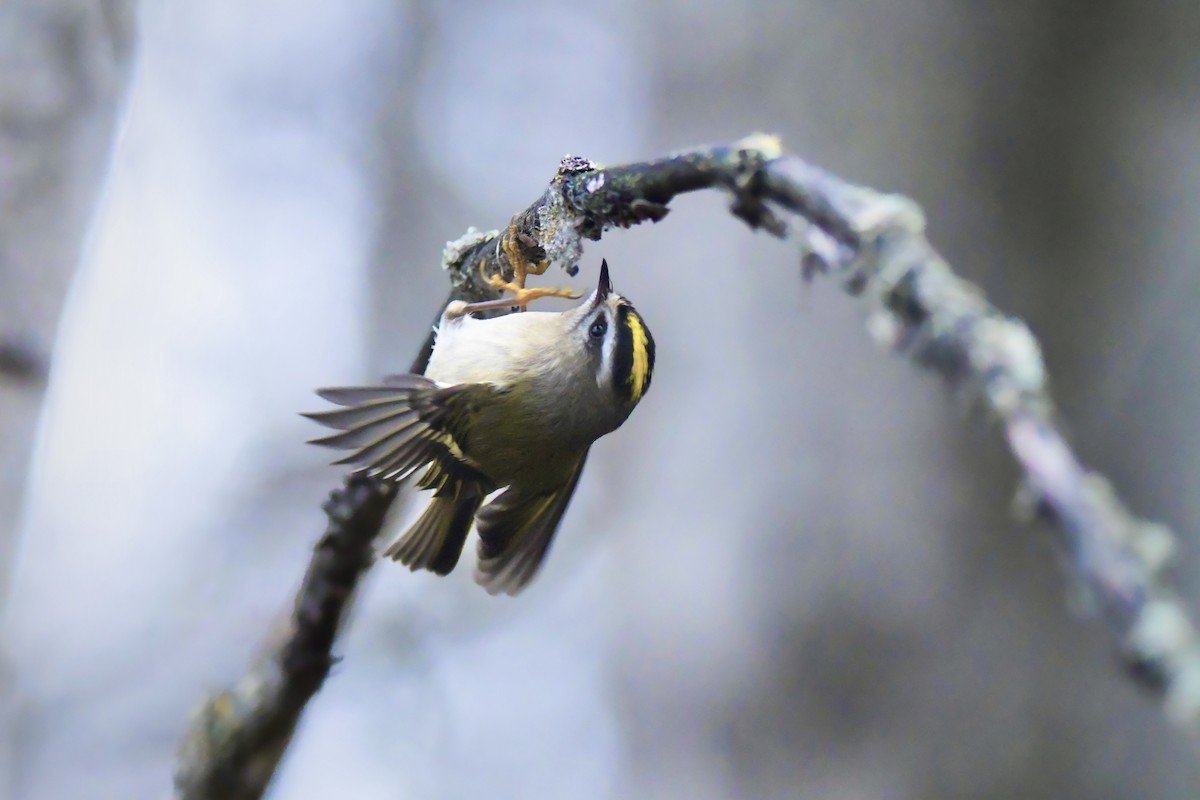 Golden-crowned Kinglet - ML646956212