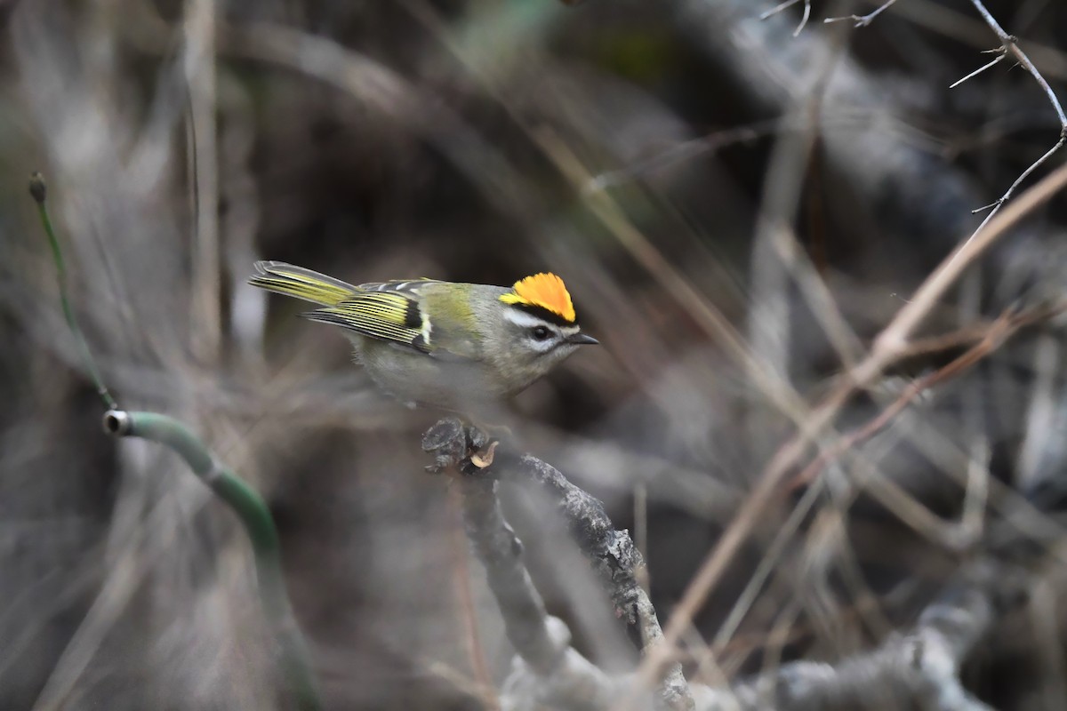 Golden-crowned Kinglet - ML646956213