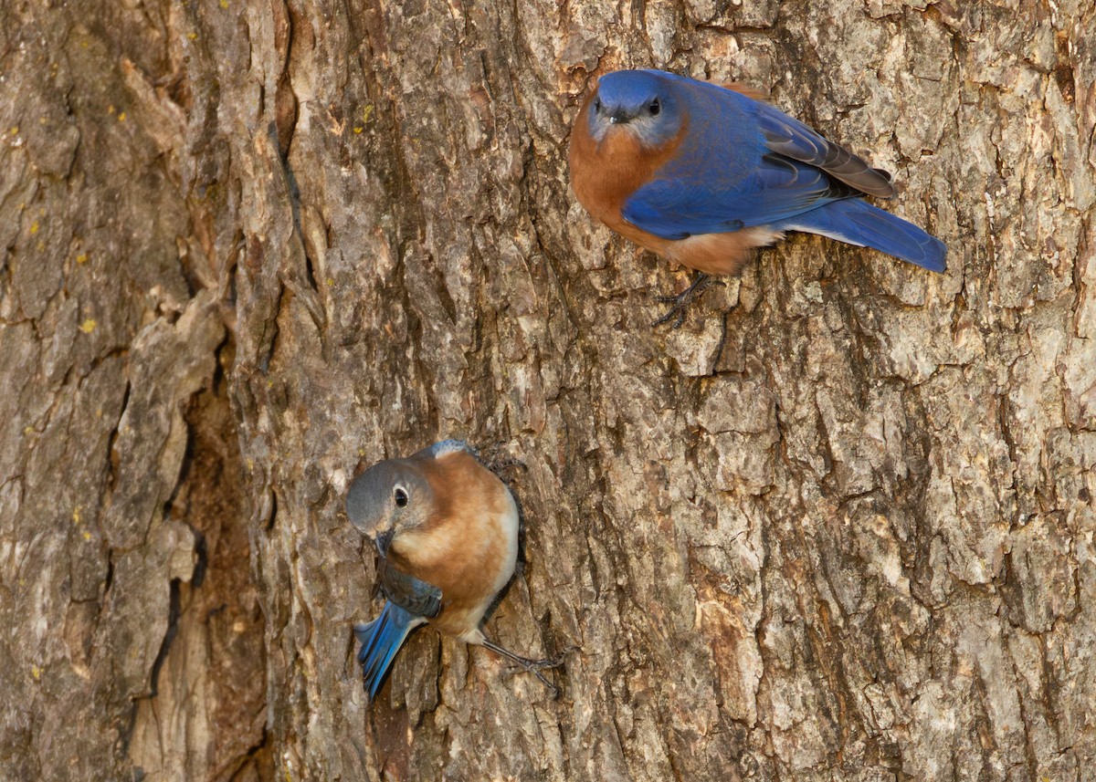 Eastern Bluebird - ML646956215