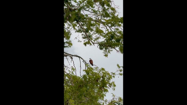 Brahminy Kite - ML646956216