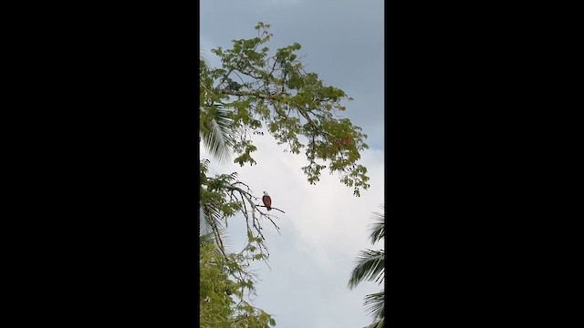 luňák bělohlavý - ML646956217