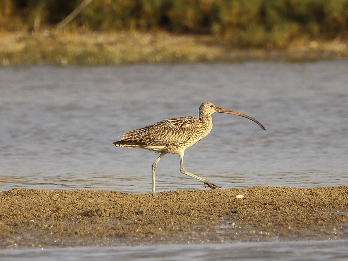 Far Eastern Curlew - ML646956218