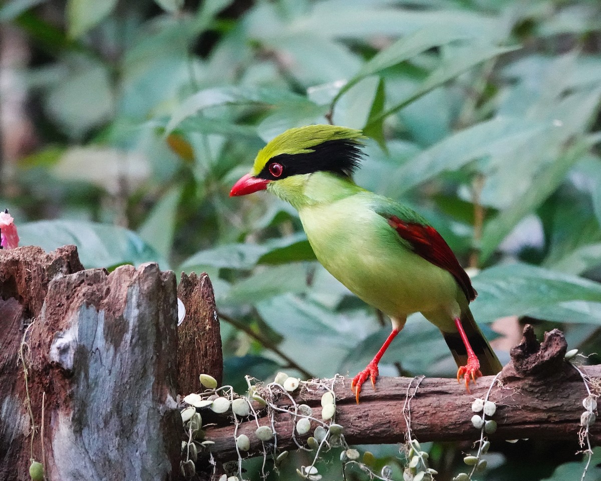 Indochinese Green-Magpie - ML646956222