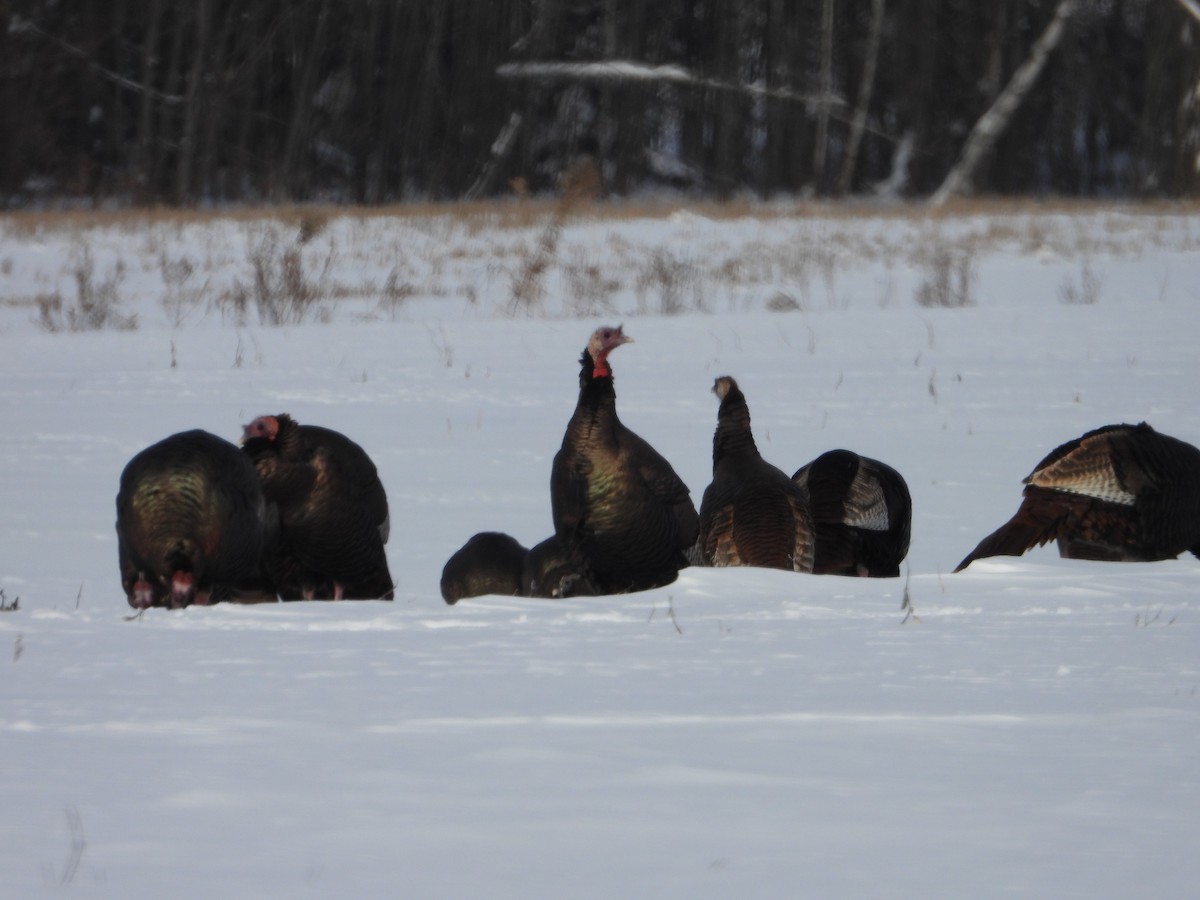 Wild Turkey - ML646956224