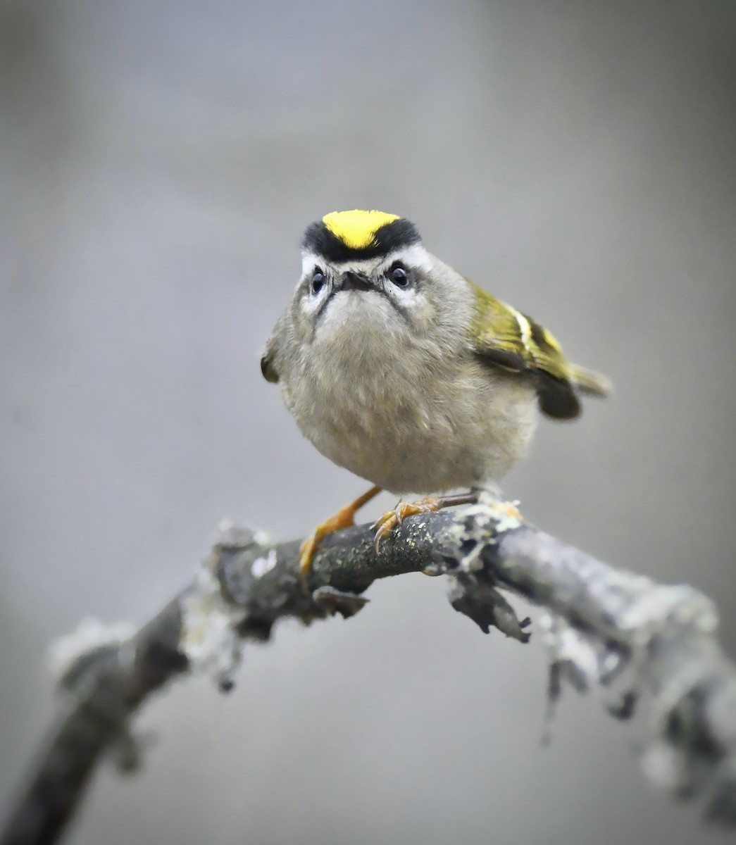 Golden-crowned Kinglet - ML646956229