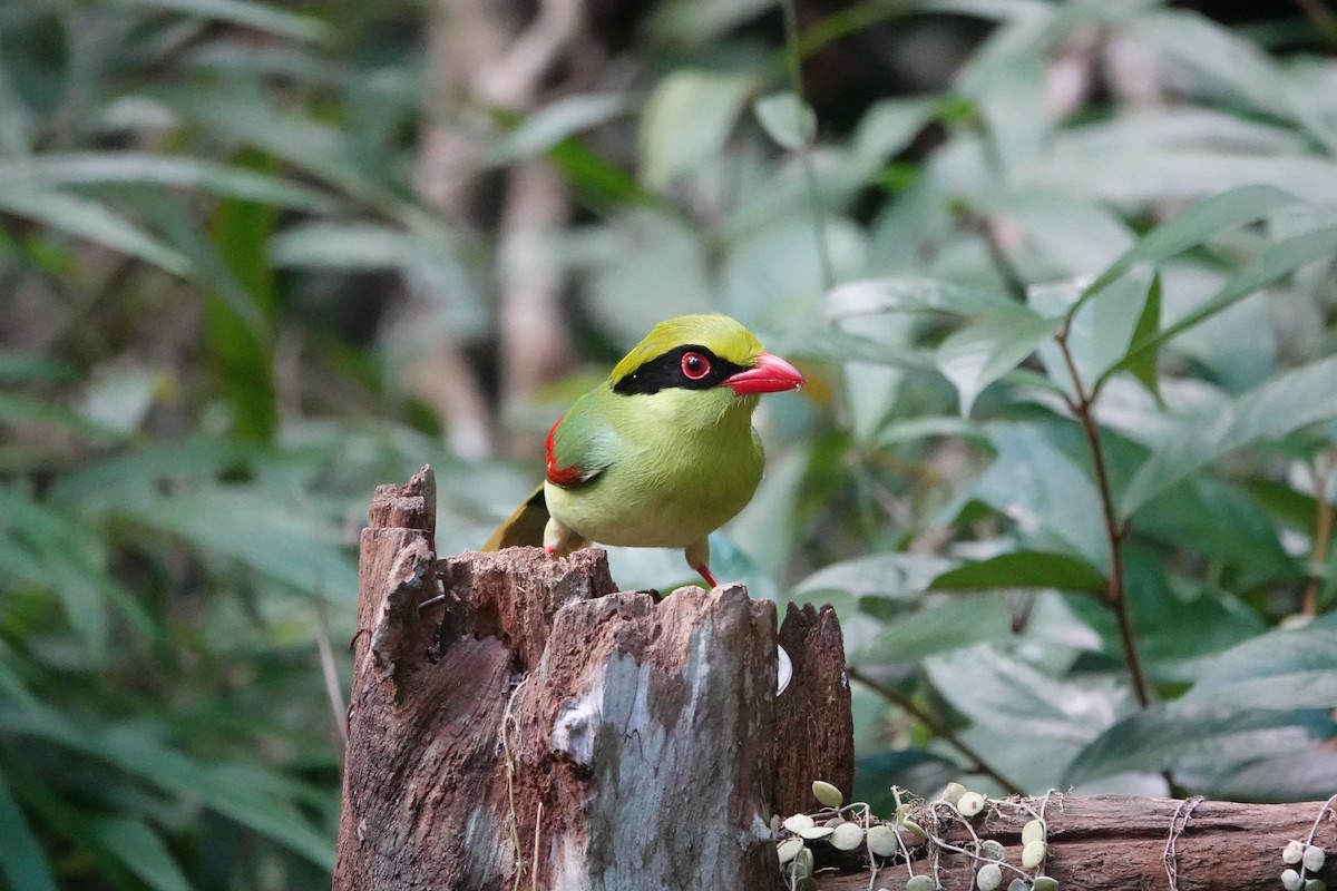 Indochinese Green-Magpie - ML646956231