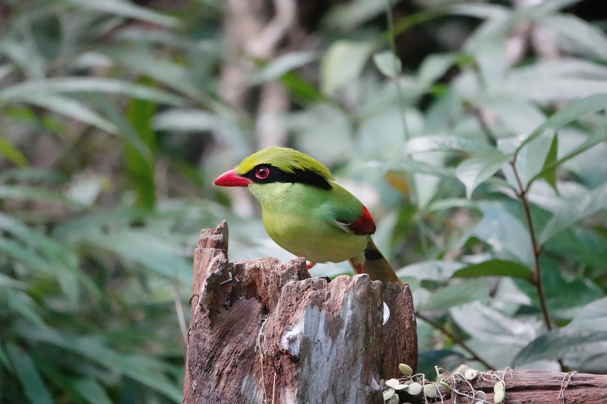 Indochinese Green-Magpie - ML646956232