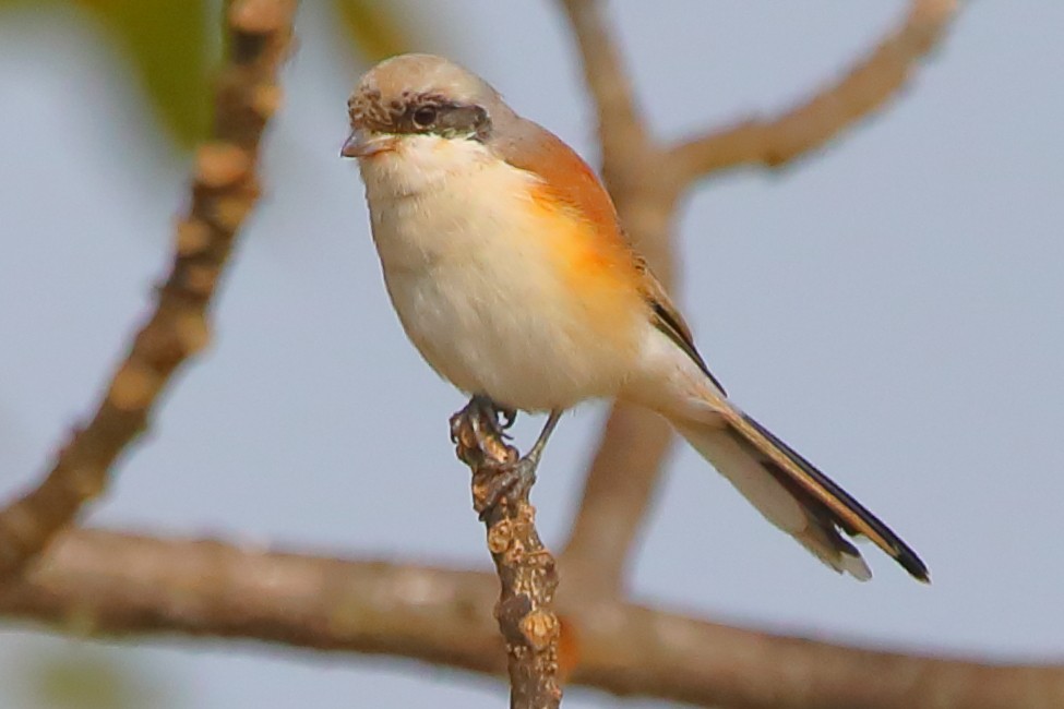 Gray-backed Shrike - ML646956233
