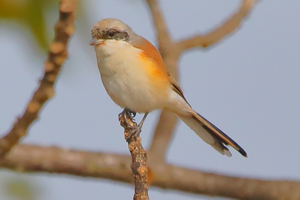 Gray-backed Shrike - ML646956234