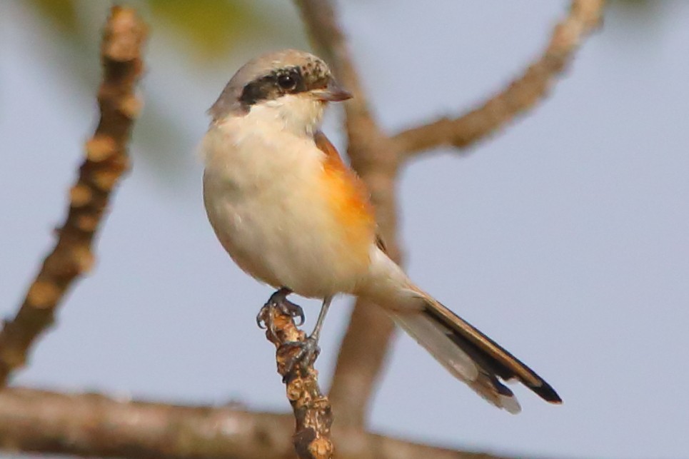 Gray-backed Shrike - ML646956235
