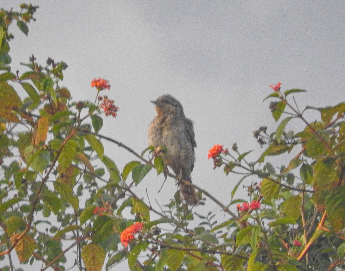 Eurasian Wryneck - ML646956236