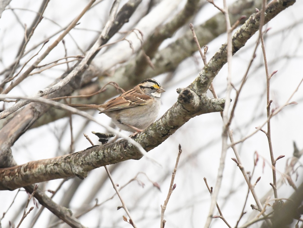 White-throated Sparrow - ML646956239