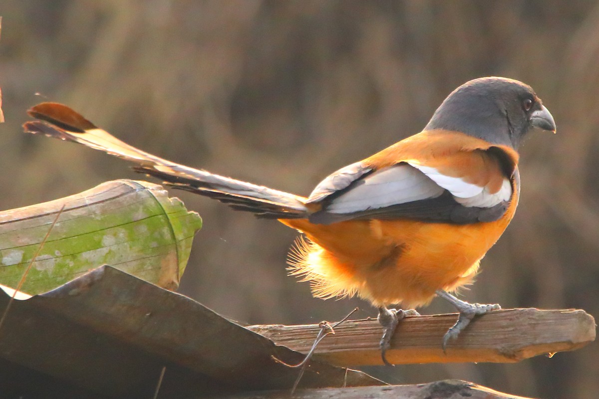 Rufous Treepie - ML646956241
