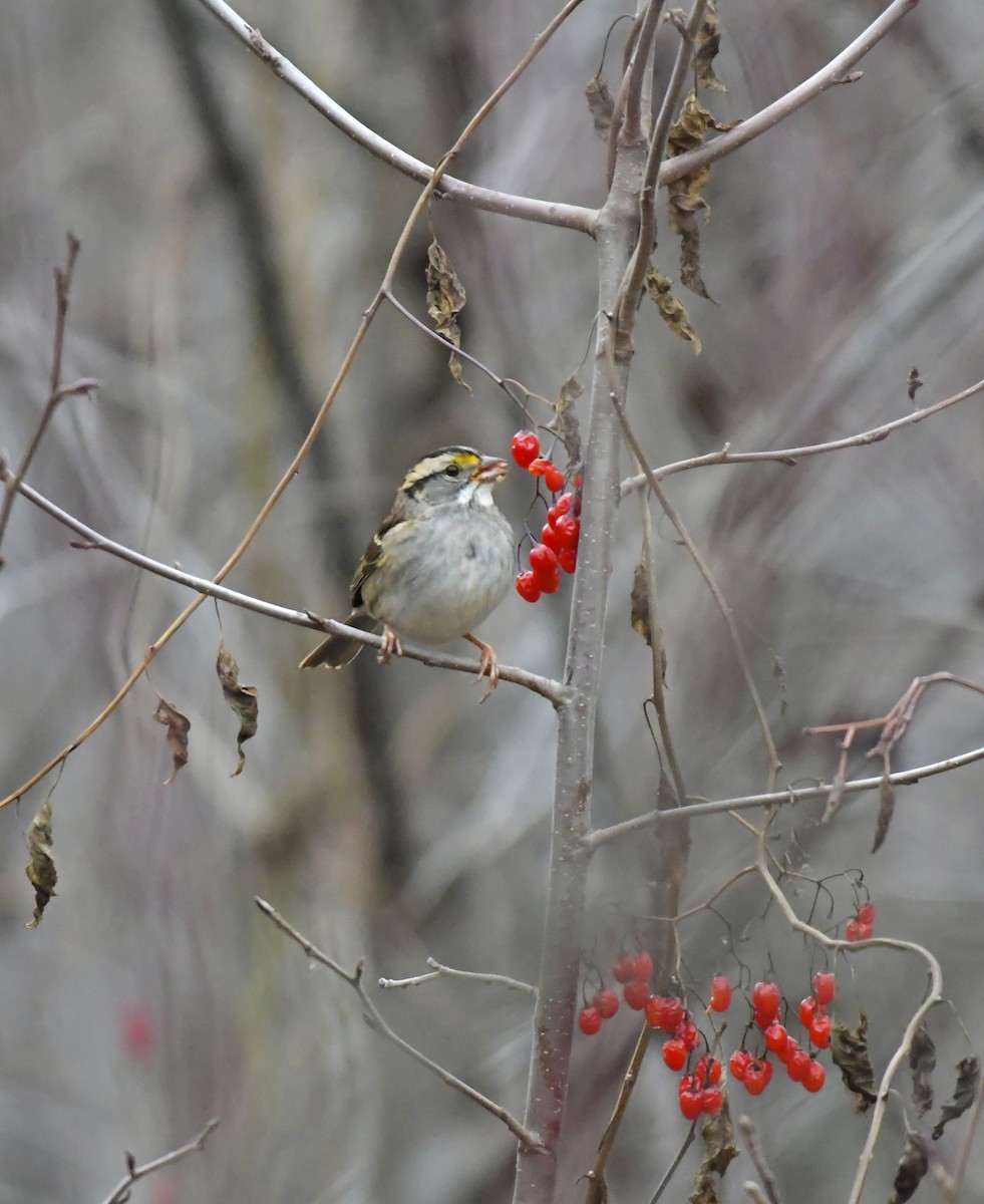 גיבתונית לבנת-גרון - ML646956242