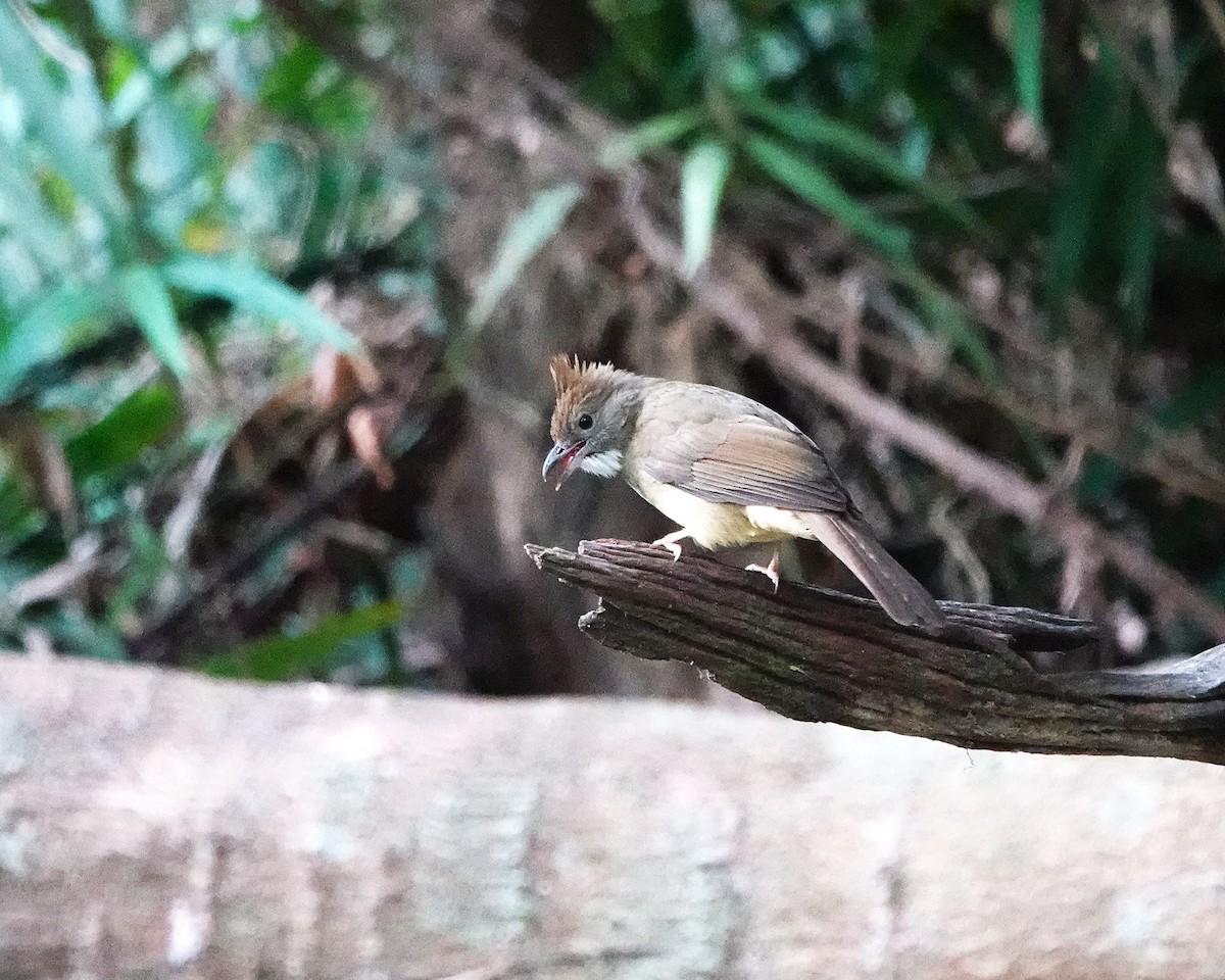 Puff-throated Bulbul - ML646956243