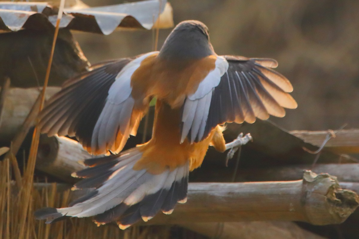 Rufous Treepie - ML646956244