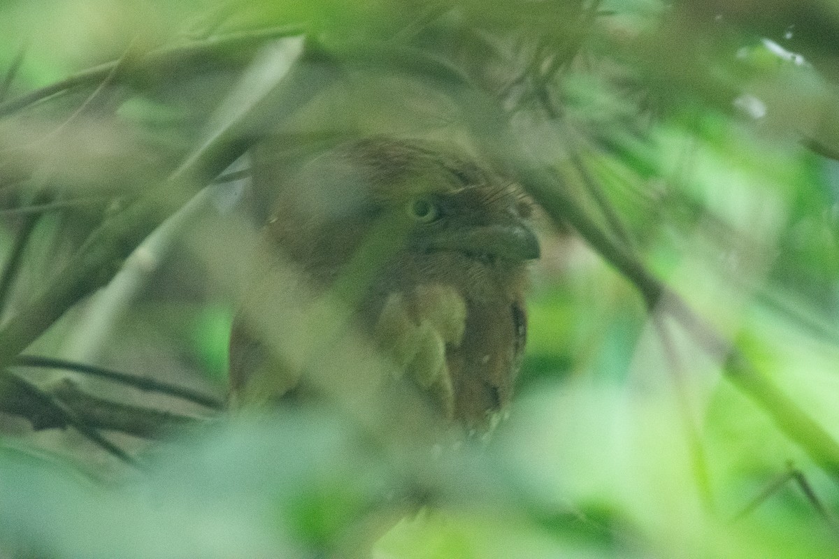 Sri Lanka Frogmouth - ML646956245