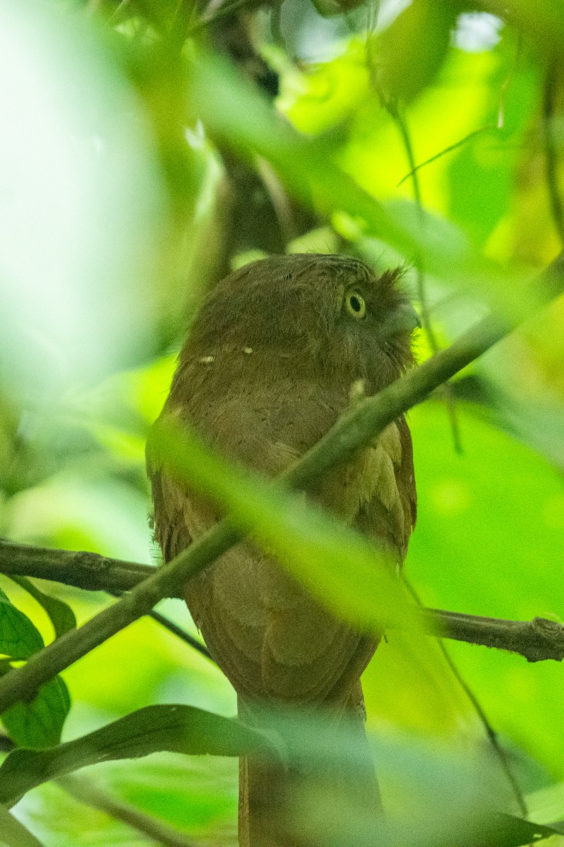 Sri Lanka Frogmouth - ML646956246