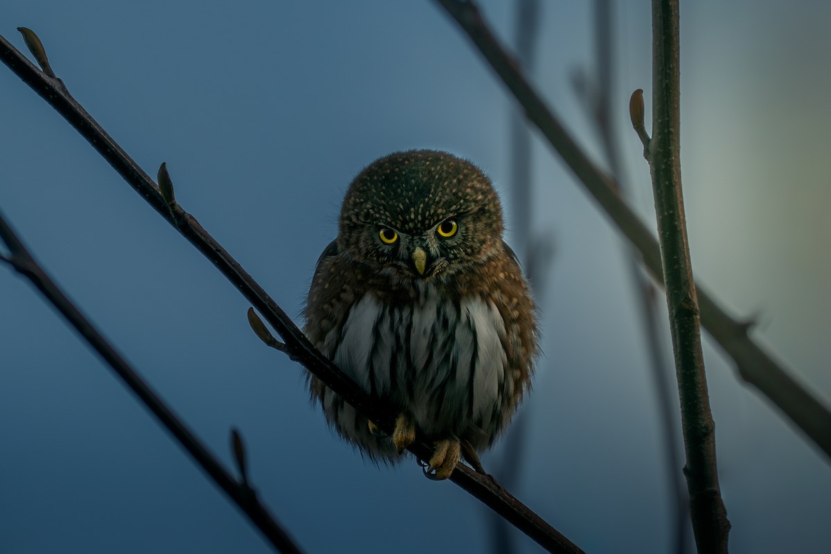 Northern Pygmy-Owl - ML646956247