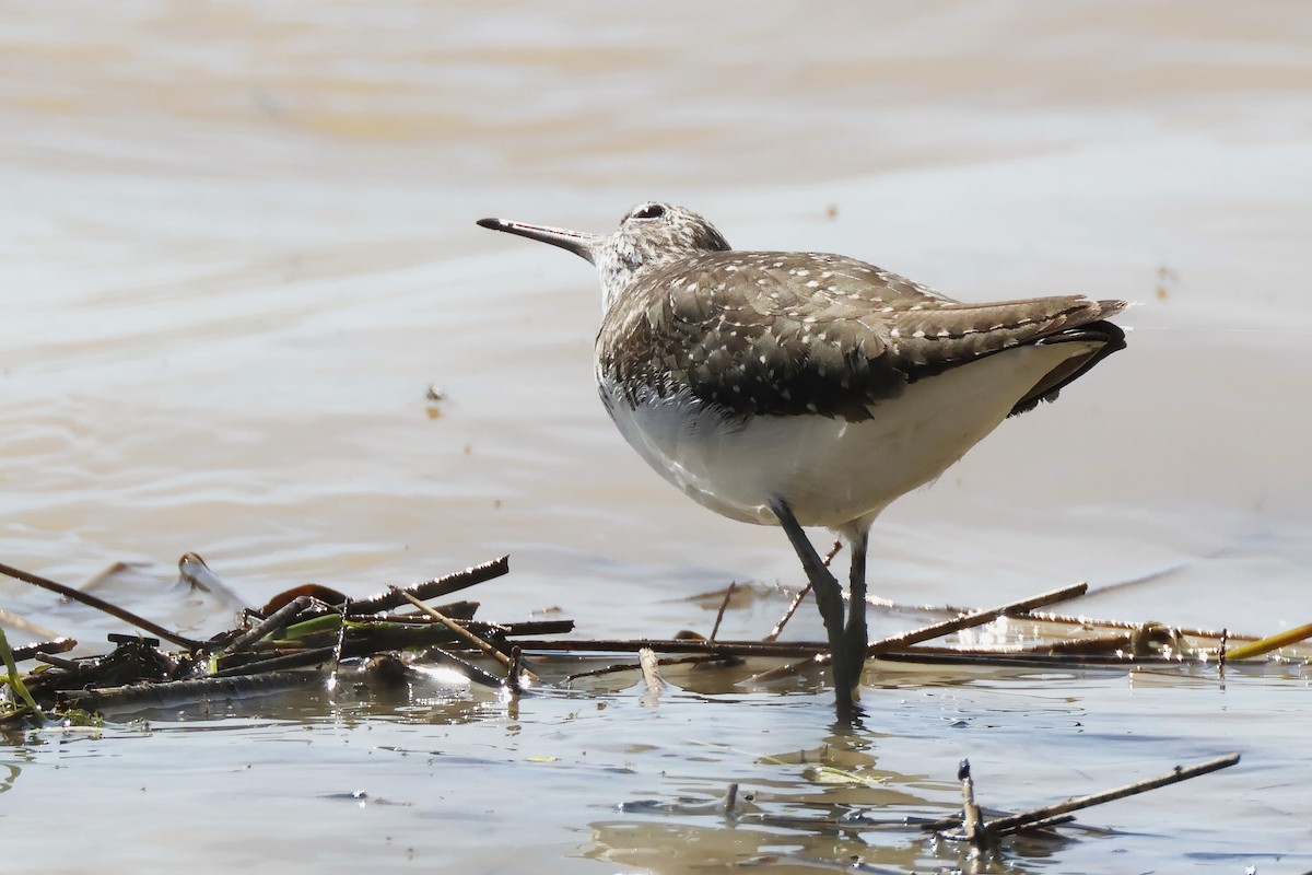ביצנית שחורת-כנף - ML646956248