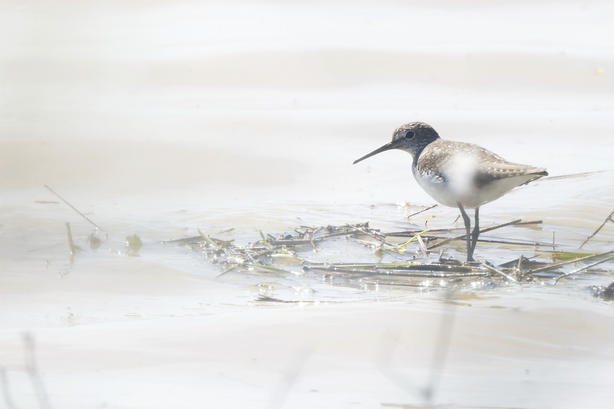 ביצנית שחורת-כנף - ML646956249