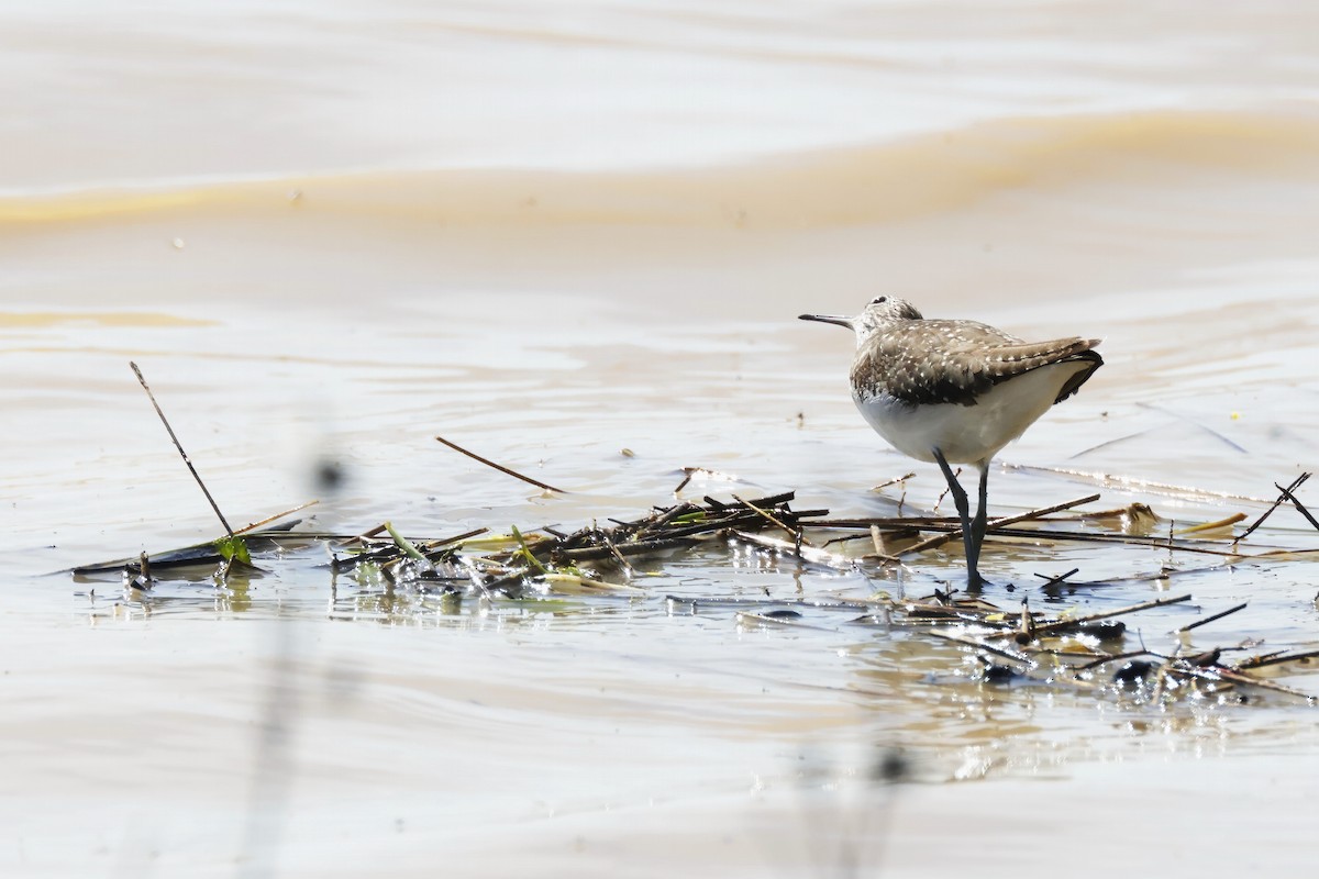 ביצנית שחורת-כנף - ML646956250