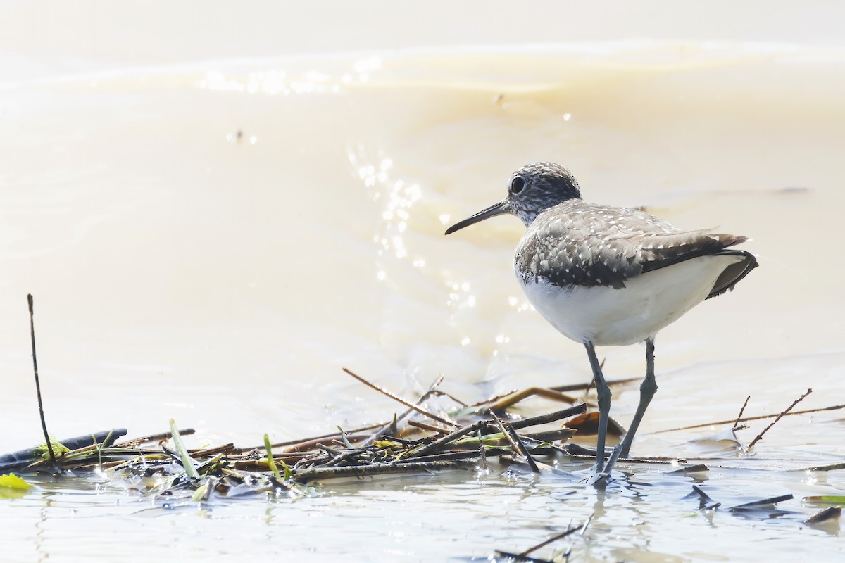 ביצנית שחורת-כנף - ML646956251