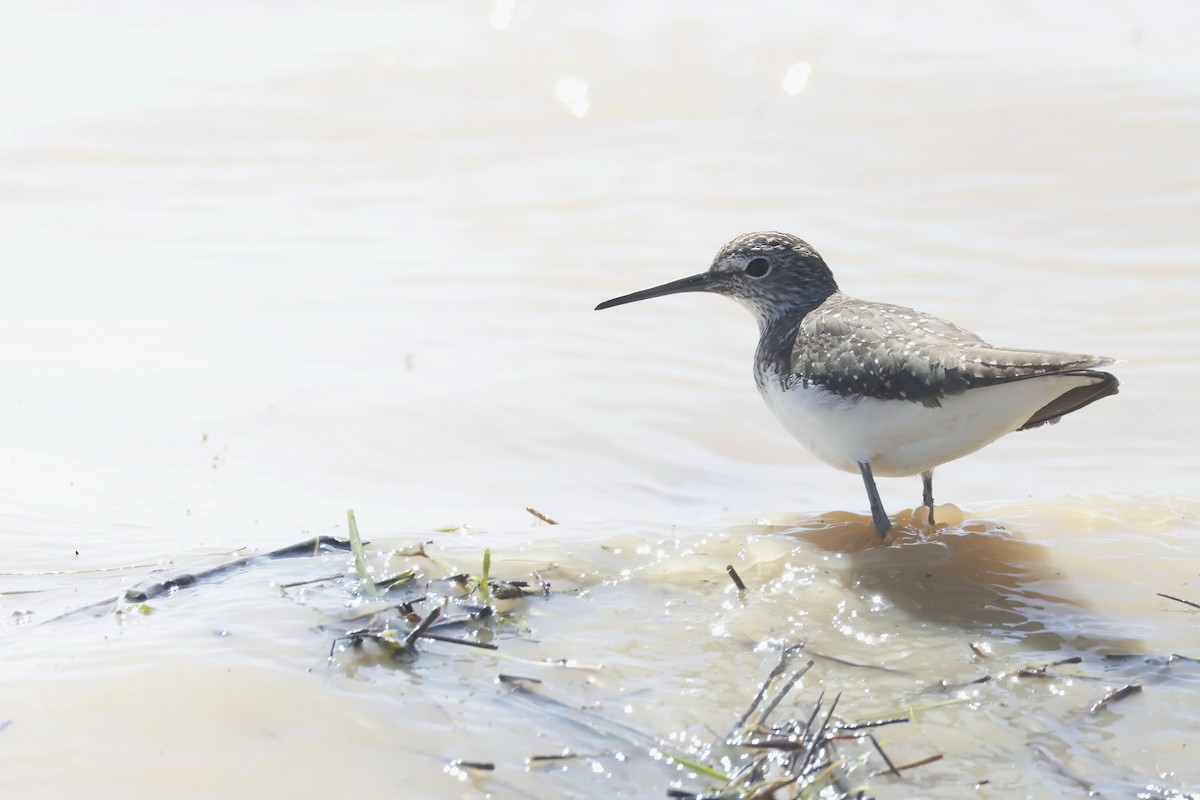 ביצנית שחורת-כנף - ML646956252