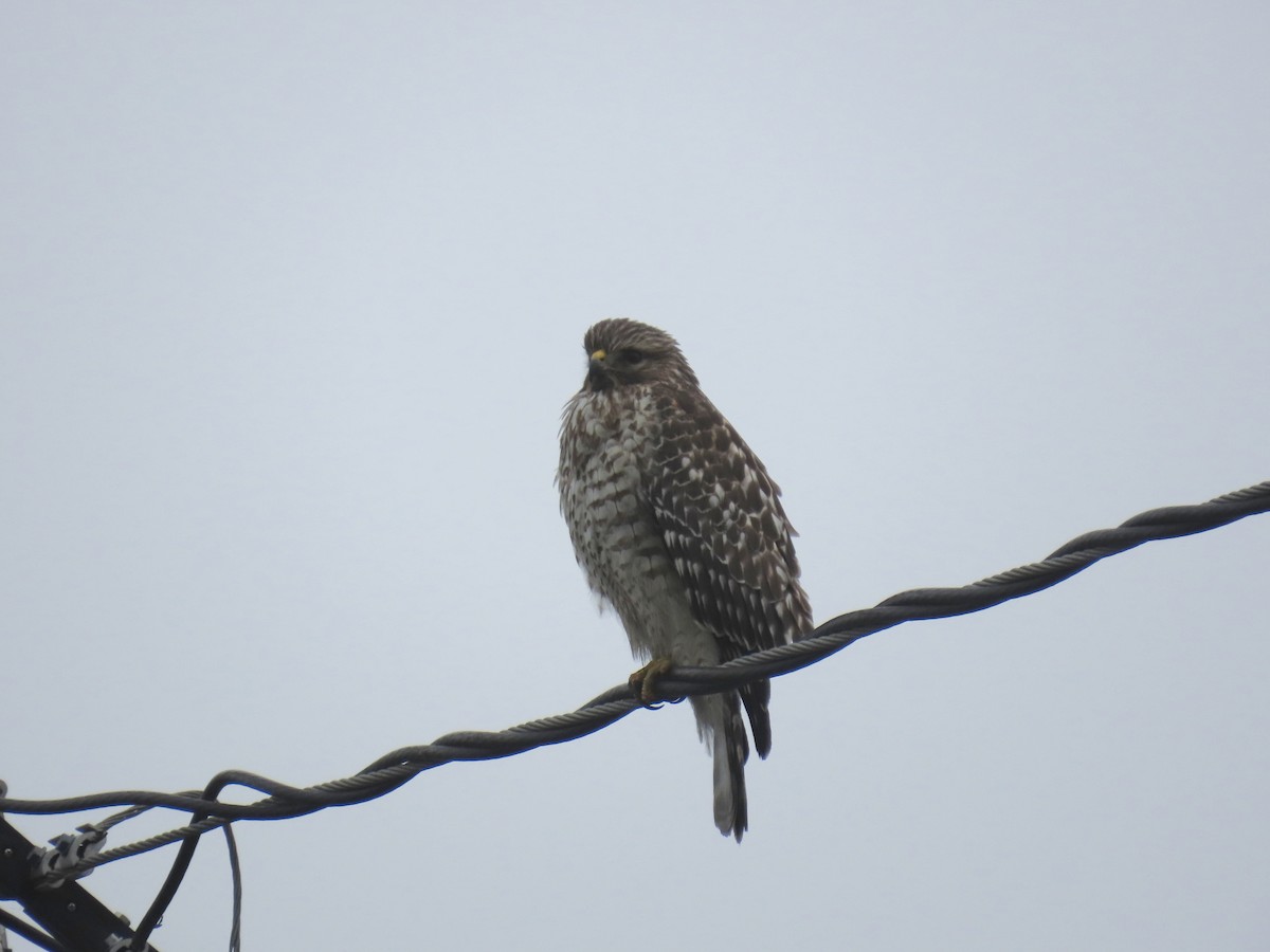 rødvingevåk - ML646956253