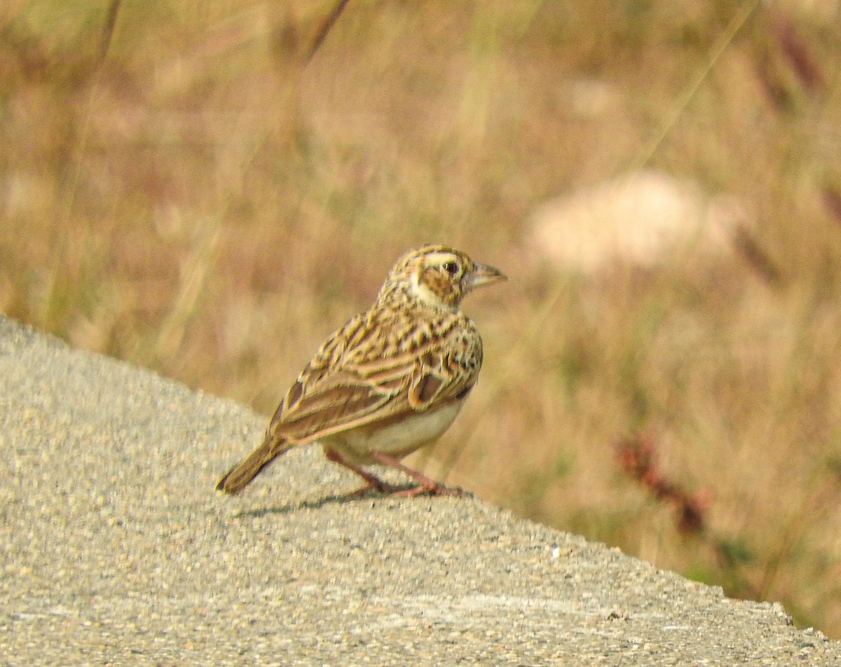 Indian Bushlark - ML646956254