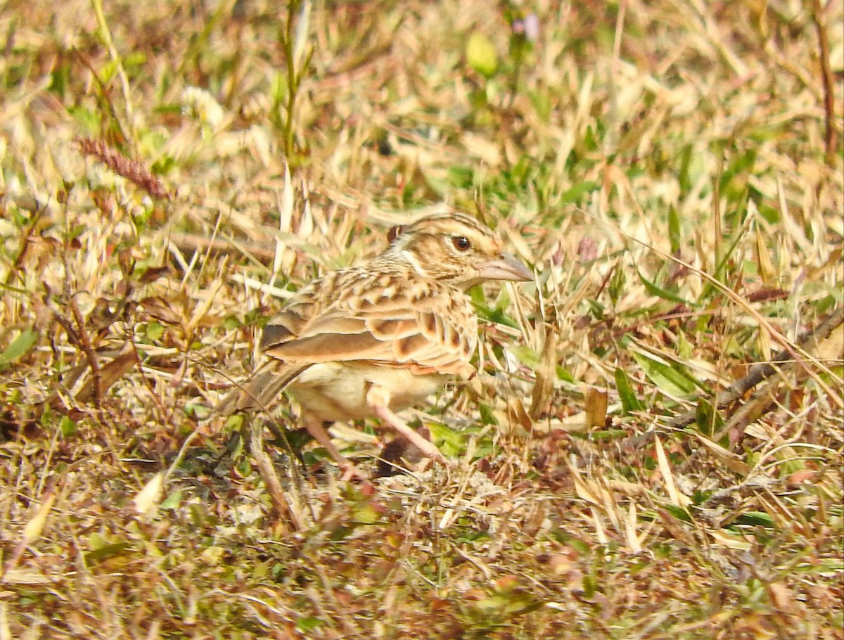 Indian Bushlark - ML646956255