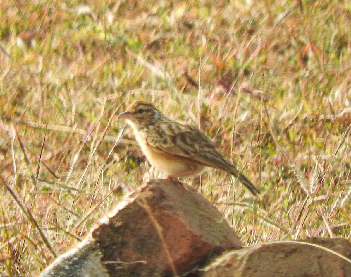 Indian Bushlark - ML646956257