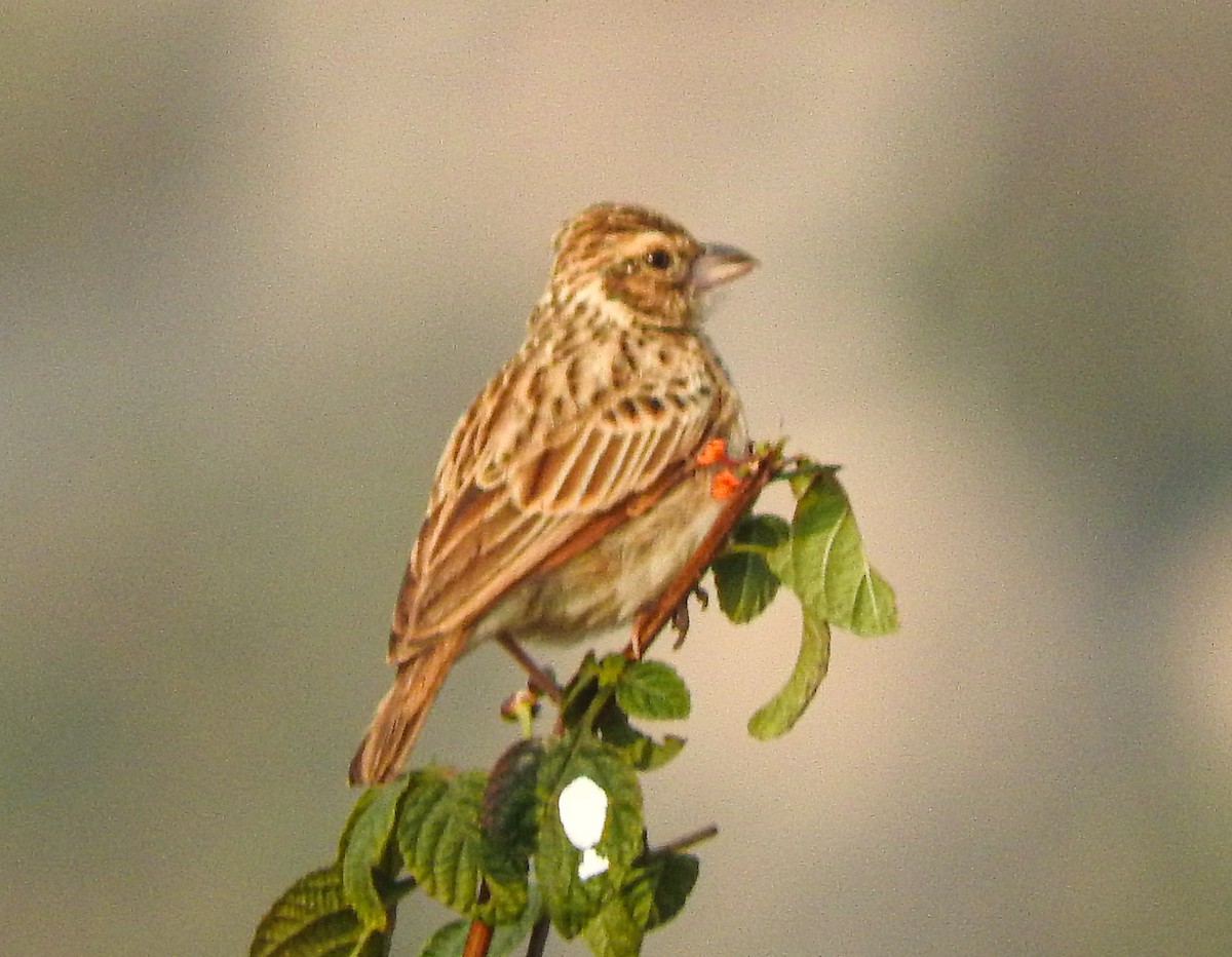 Indian Bushlark - ML646956258