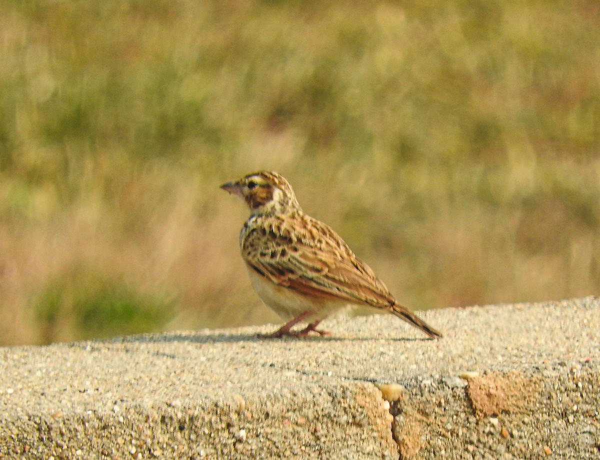 Indian Bushlark - ML646956259